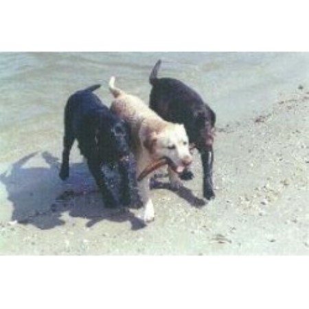 Labrador Retriever Breeder in Harpers Ferry, West Virginia