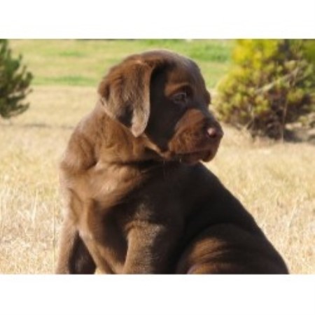 lab puppies for sale in wv chilbrook kennels llc labrador retriever breeder in harpers ferry west virginia lab puppies for sale in wv chilbrook kennels llc labrador retriever breeder in harpers ferry west virginia