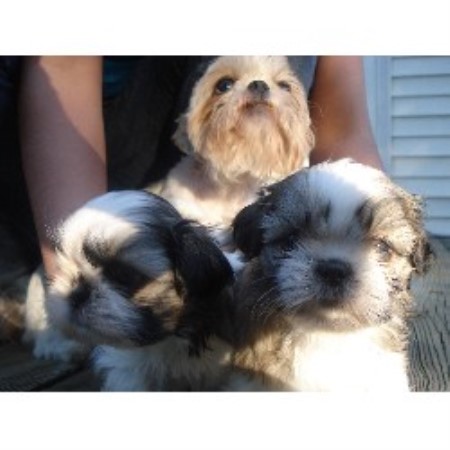 puppies for sale newport news va alessi shih tzu shih tzu breeder in newport news virginia listing id 19648 puppies for sale newport news va alessi shih tzu shih tzu breeder in newport news virginia listing id 19648