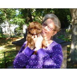 Maltese Breeder in Hudson, Florida
