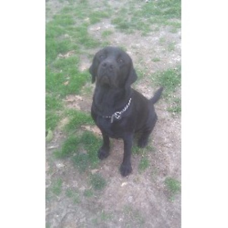 Labrador Retriever Stud in North Carolina