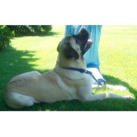 Mastiff Breeder in Piketon , Ohio