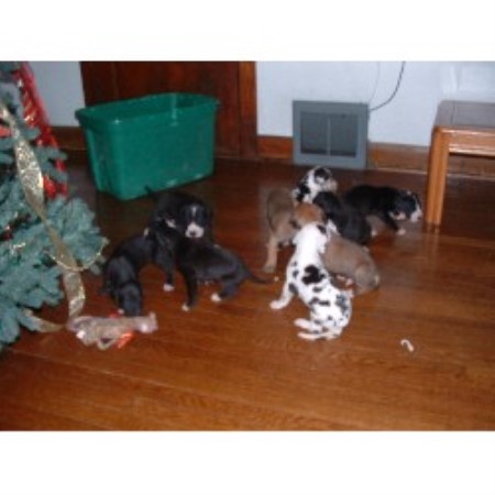 Great Dane Breeder in Cicero, Illinois
