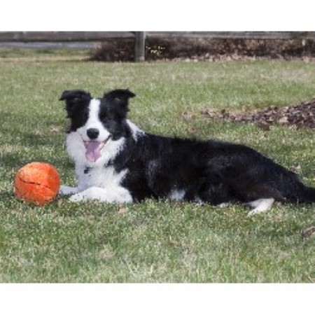 border collie puppies missouri solachi border collies border collie stud in columbia missouri listing id 19668 border collie puppies missouri solachi border collies border collie stud in columbia missouri listing id 19668