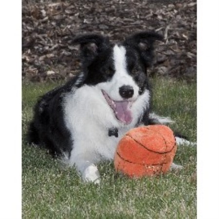 Border Collie Stud in Missouri