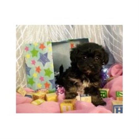 kansas havanese fisher s puppy havanese breeder in havensville kansas kansas havanese fisher s puppy havanese breeder in havensville kansas