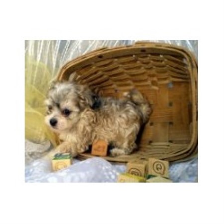 kansas havanese fisher s puppy havanese breeder in havensville kansas kansas havanese fisher s puppy havanese breeder in havensville kansas