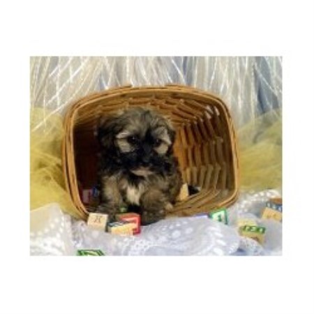 kansas havanese fisher s puppy havanese breeder in havensville kansas kansas havanese fisher s puppy havanese breeder in havensville kansas