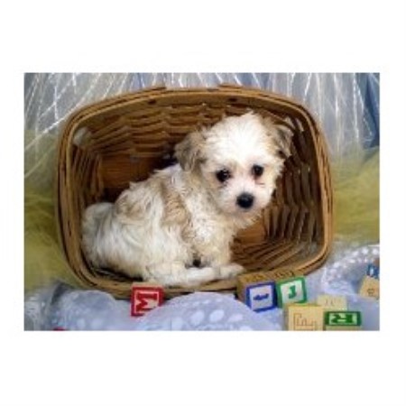 kansas havanese fisher s puppy havanese breeder in havensville kansas 66432 freedoglistings kansas havanese fisher s puppy havanese breeder in havensville kansas 66432 freedoglistings