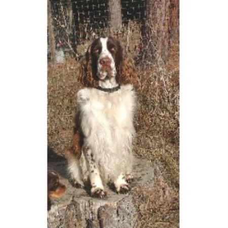 English Springer Spaniel Breeder in Grants Pass, Oregon