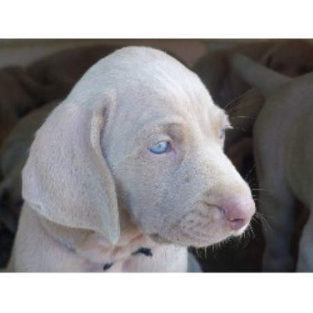 weimaraner puppies pa bichon frise breeder in johnston rhode island breeds picture weimaraner puppies pa bichon frise breeder in johnston rhode island breeds picture