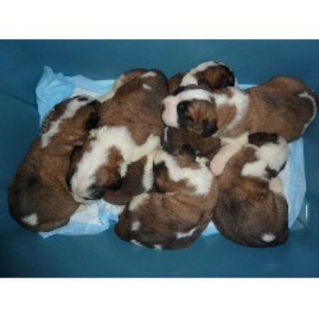 pups 2 weeks old
