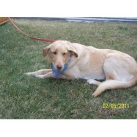 Amos - yellow lab