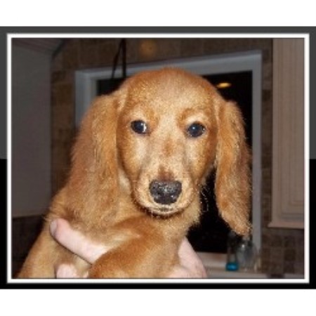 free dachshund puppies in tennessee s dachshunds dachshund breeder in lyles tennessee free dachshund puppies in tennessee s dachshunds dachshund breeder in lyles tennessee