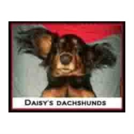 Dachshund Breeder in Lyles, Tennessee