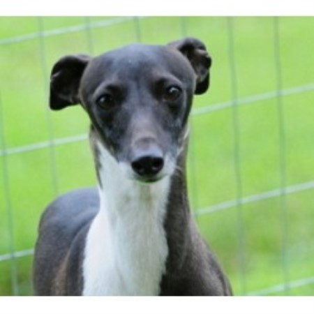Italian Greyhound Breeder in Seneca, Kansas
