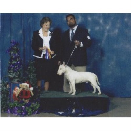 American Cocker Spaniel Breeder in Kissimmee, Florida