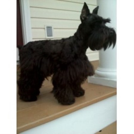 Miniature Schnauzer Breeder in Chesterfield, Virginia
