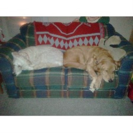 Goldendoodle Breeder in Risingsun, Ohio