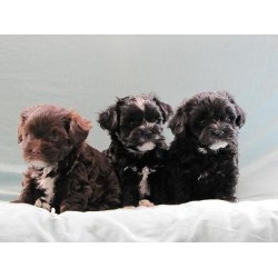 Havanese breeder Eagle 19714