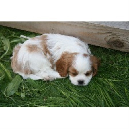 oregon cavalier spaniel charles king breeders hood river breeder cascade cavaliers