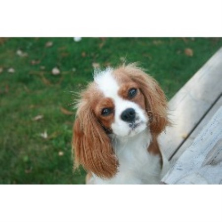 Cavalier King Charles Spaniel Breeder in Hood River, Oregon