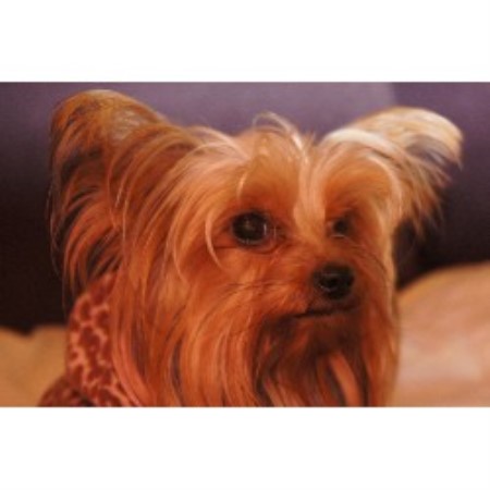 yorkie rescue ga terrier yorkie breeders in freedoglistings yorkie rescue ga terrier yorkie breeders in freedoglistings