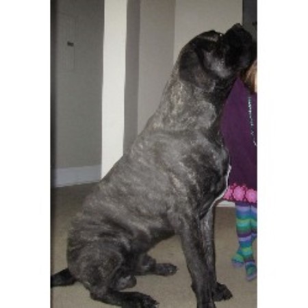 Mastiff Breeder in Londondery, Ohio