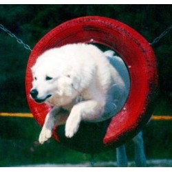 Kuvasz Breeder in Richmond, Texas