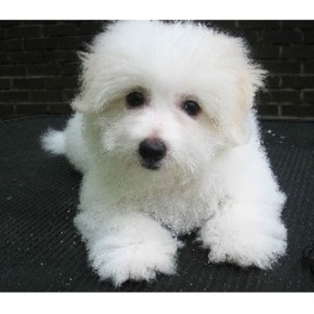 Coton De Tulear Breeder in Blackstock, South Carolina