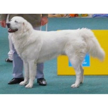 a typical Cuvac male