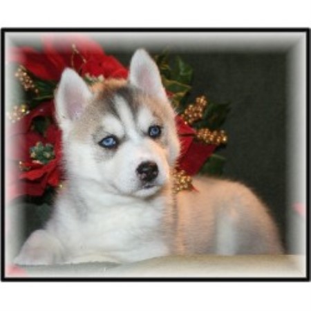 free puppies south dakota the puppy ranch siberian husky breeder in chamberlain south dakota listing id 19742 free puppies south dakota the puppy ranch siberian husky breeder in chamberlain south dakota listing id 19742