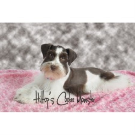 Miniature Schnauzer Breeder in Cambridge Ohio, Ohio
