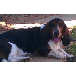 Basset Hound Breeder in Katy, Texas