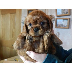 Cavalier King Charles Spaniel Breeder in Clinton Twp., Michigan