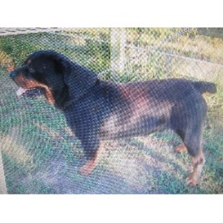 rottweiler rescue missouri petersen rottweiler breeder in buffalo missouri 65622 freedoglistings id 19755 rottweiler rescue missouri petersen rottweiler breeder in buffalo missouri 65622 freedoglistings id 19755