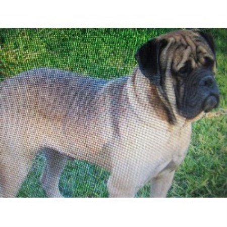 Rottweiler Breeder in Buffalo, Missouri