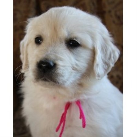 Golden Retriever Breeder in Hanover, Illinois