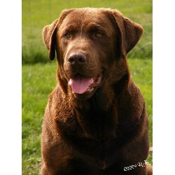 Labrador Retriever Stud in Idaho