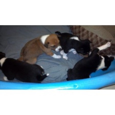 Basenji Breeder in Bowie , Maryland