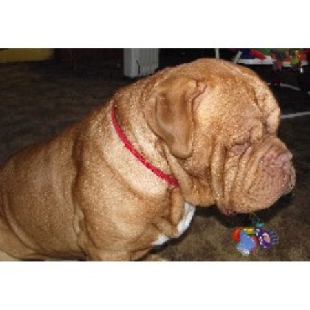 Dogue De Bordeaux Breeder in Ionia, Missouri