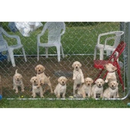 puppies for sale mn tribune home real estate homes for sale in hanover and area kitchener waterloo real estate puppies for sale mn tribune home real estate homes for sale in hanover and area kitchener waterloo real estate
