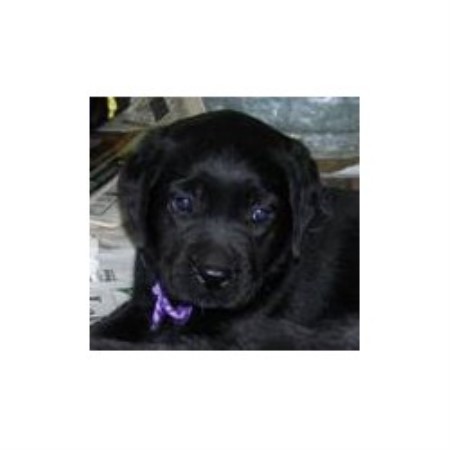 Labrador Retriever Breeder in Houlton, Maine