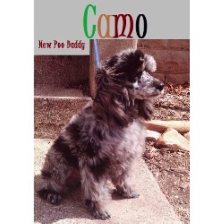 Cockapoo Stud in Indiana