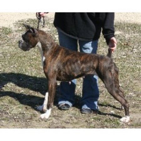 Boxer Breeder in Loganville, Wisconsin