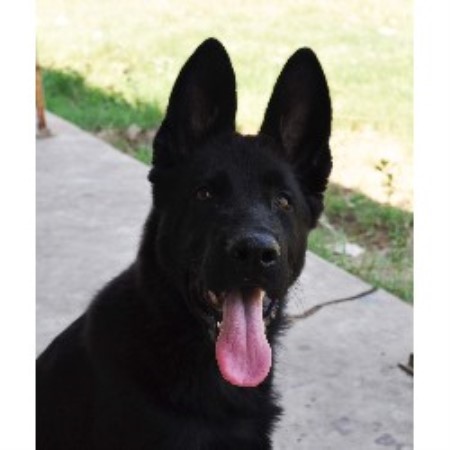 German Shepherd Dog Breeder in Natalia, Texas