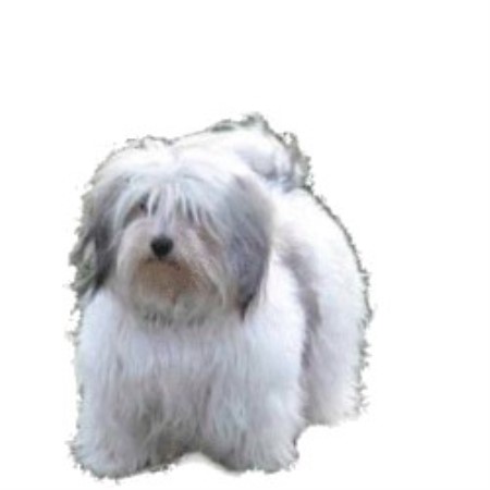 havanese rescue va havanese havanese breeder in orlando florida listing id 19793 havanese rescue va havanese havanese breeder in orlando florida listing id 19793