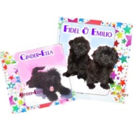 Havanese Breeder in Orlando, Florida