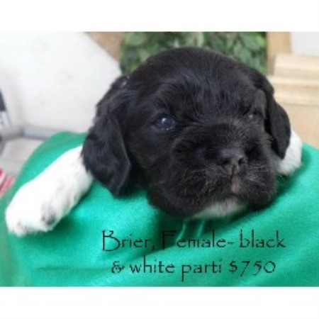 American Cocker Spaniel Breeder in Fowler, Indiana