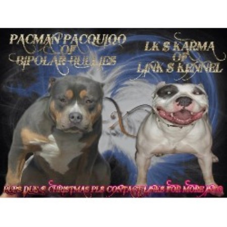 American Pit Bull Terrier Breeder in Celina, Ohio